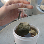 Green Tea Blocks Benefits of Cancer Drug