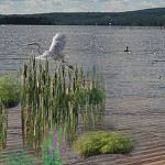 Students Turn ‘Blank Sheet’ Into Gardens