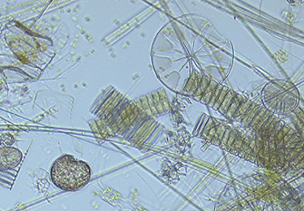 Microbes on the Menu