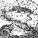 What’s Best for Your Aging Brain?