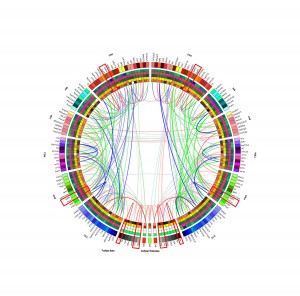 Graphical representation of human brain connectivity scaffold (Courtesy of USC Institute for Neuroimaging and Informatics)