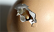 chick hatches