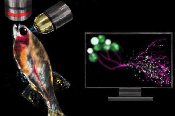 zebrafish image
