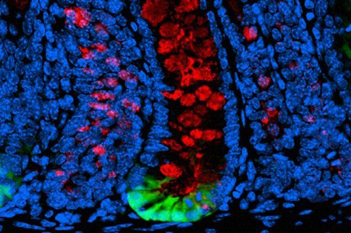 Blue and green stem cells