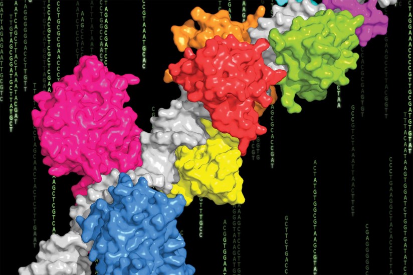 integrating genomics and structural biology to uncover some significant insights into how proteins recognize DNA.