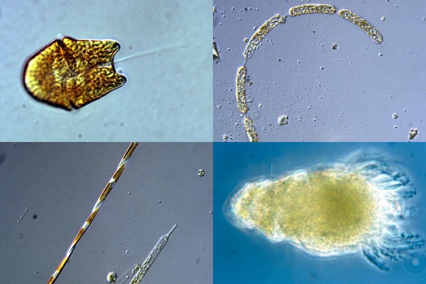 Microorganisms