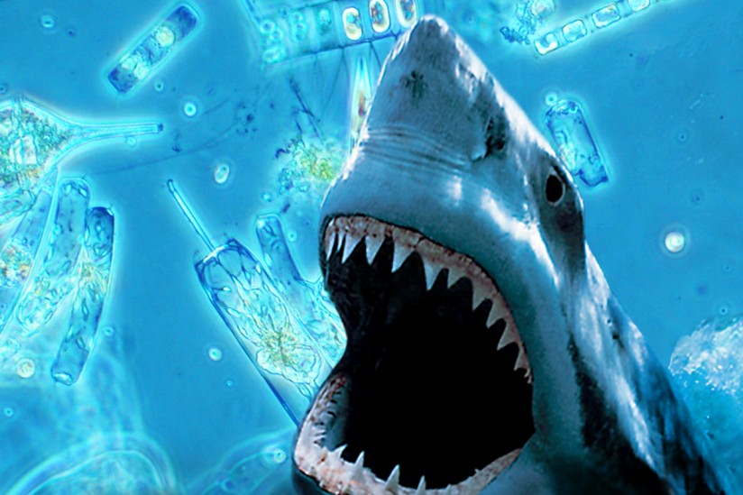 Shark and microorganisms