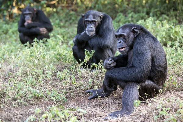 chimps in the wild