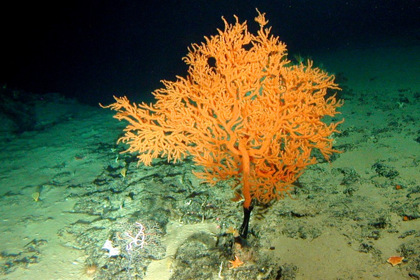 Leiopathes coral