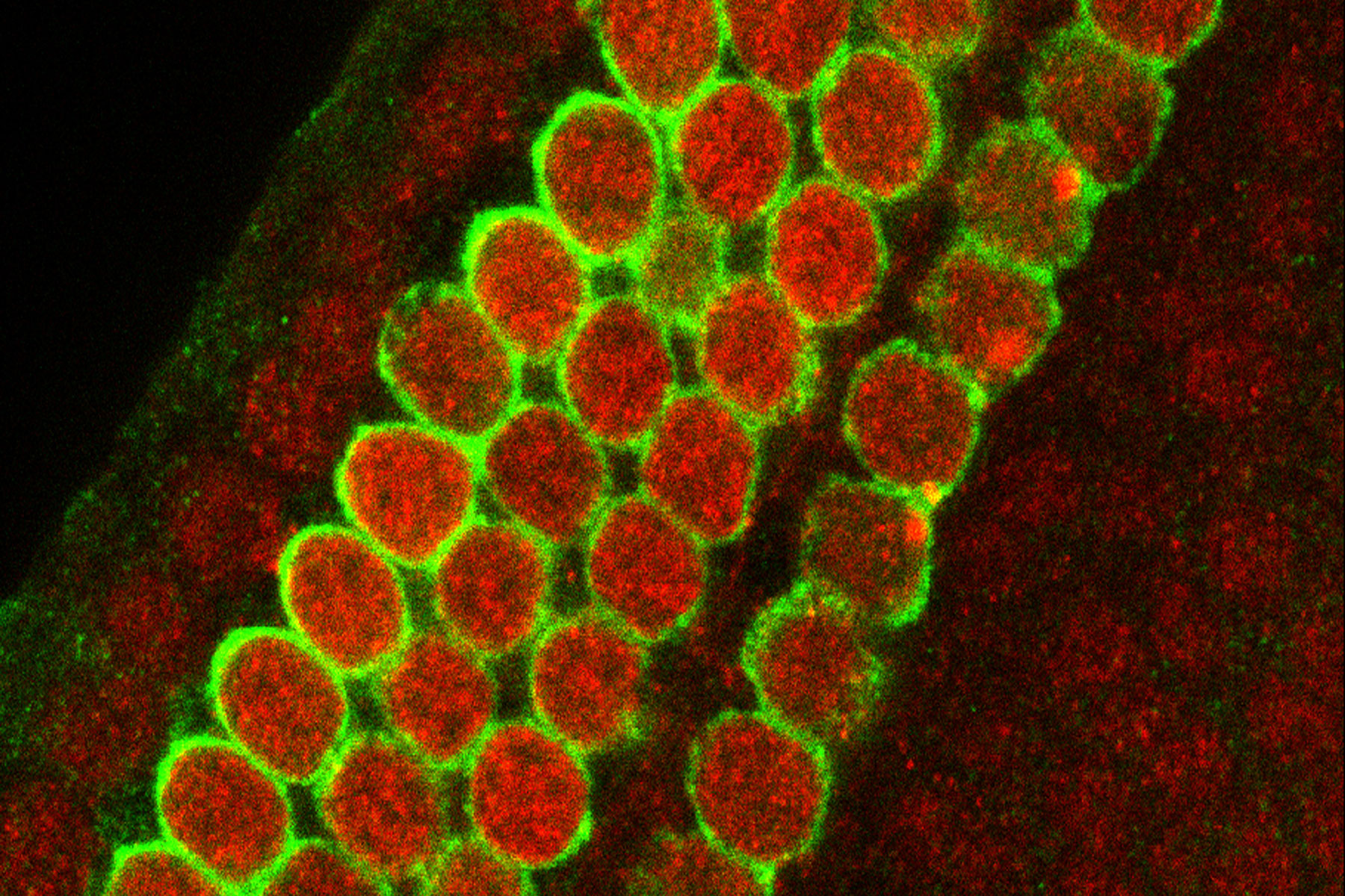 mouse cells with damage