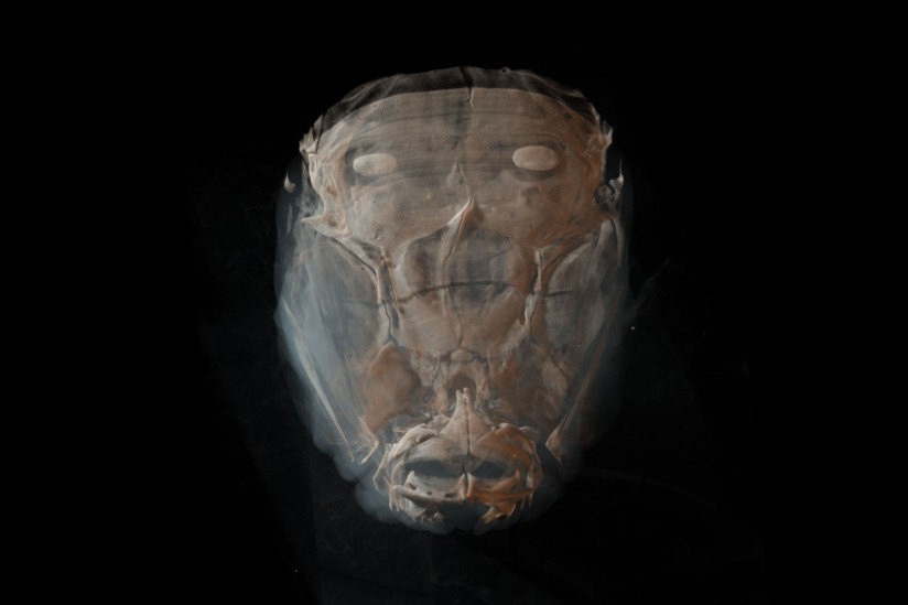 Zebrafish face