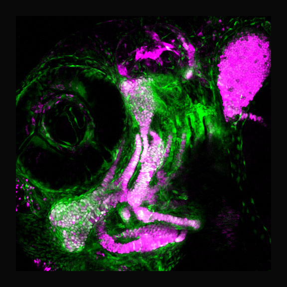 Zebrafish cells