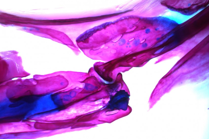 Zebrafish jaw