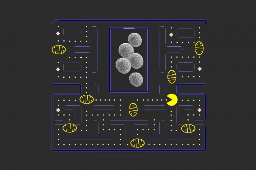 illustration depicting mitophagy, the removal of damaged mitochondria and p53