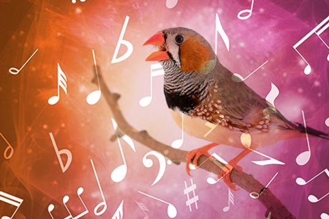 illustration of bird singing