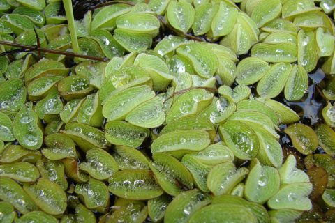 salvinia molesta floating fern