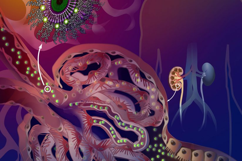nanoparticles in kidney deliver treatment