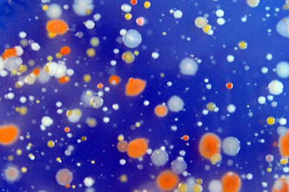 marine bacteria microbes