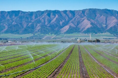 Water irrigating crops