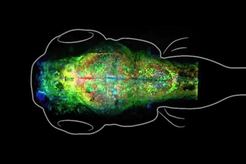 Zebrafish brain