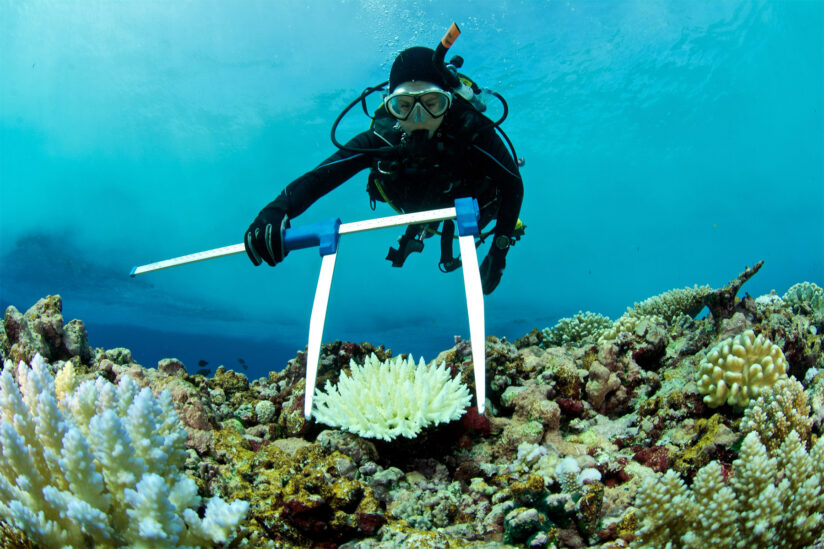 Carbon transfer: Marine biologist measures bleached coral